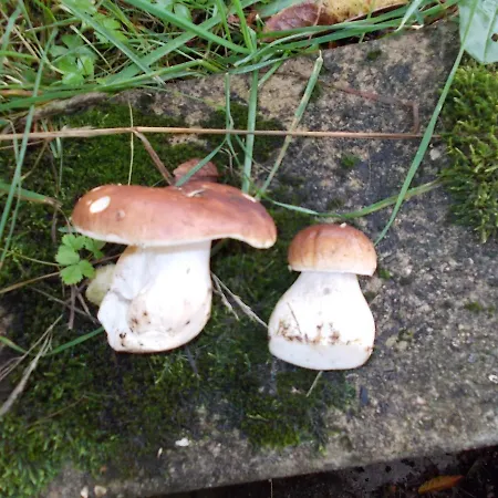 Glockenberg זנקט אנדריאסברג